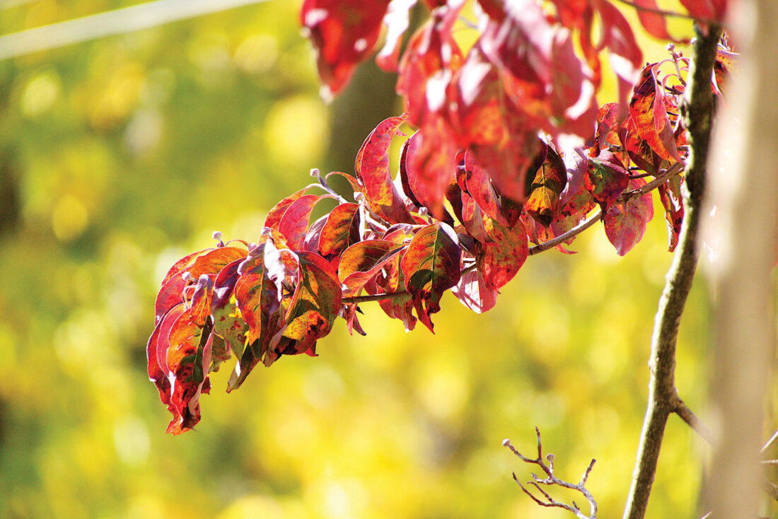 Justice praises fall foliage, appoints delegate | News, Sports, Jobs - Vimarsana News