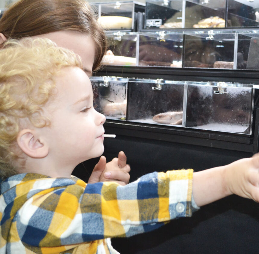 House of Slitherin': Jungle Jam Spooktacular shows reptiles aren't so scary | News, Sports, Jobs - Vimarsana News