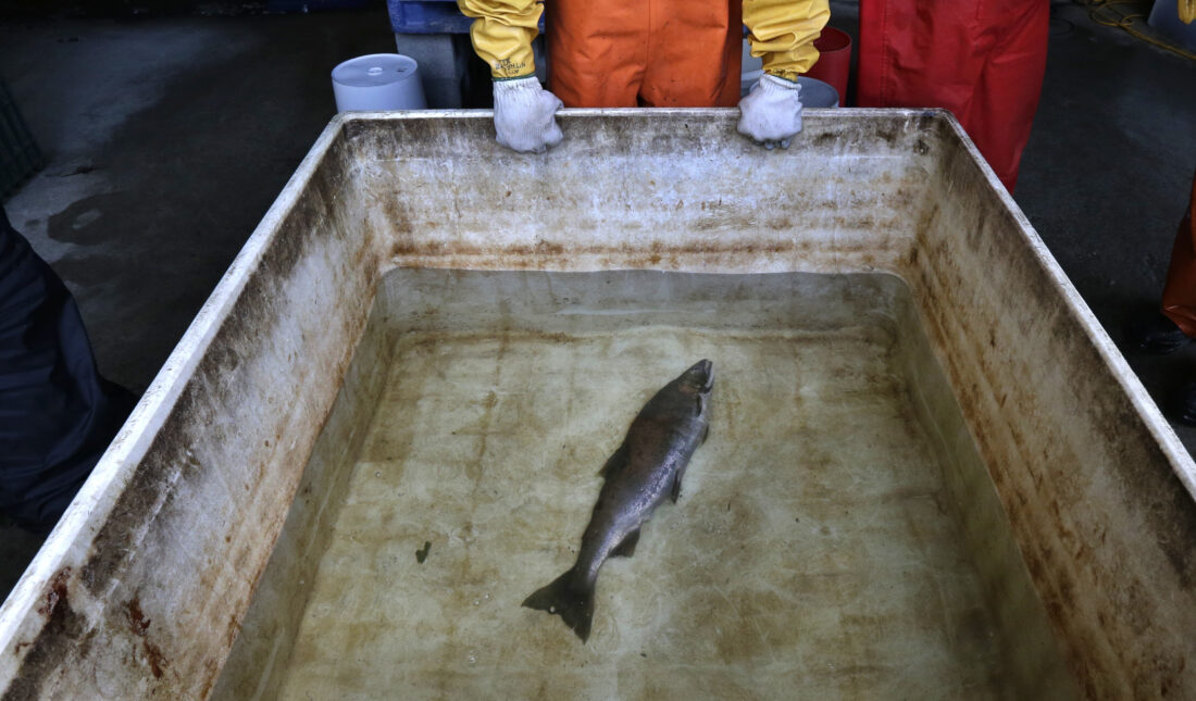 U.S. regulators to review car-tire chemical that kills salmon | News, Sports, Jobs - Vimarsana News