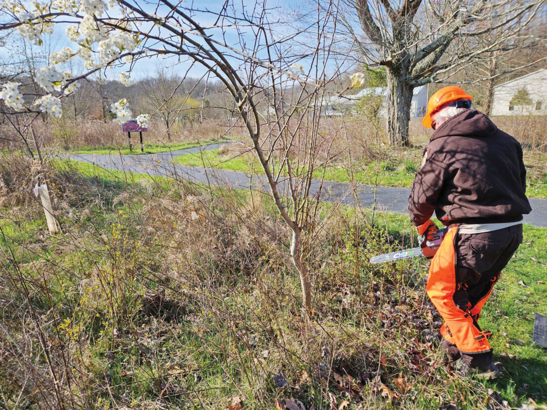 Invasive tree species creating knotty problem across United States | News, Sports, Jobs - Vimarsana News