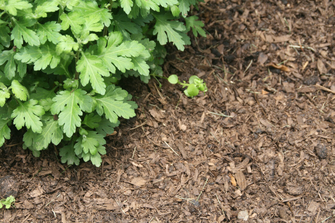 Backyard Gardener: I know this mulch is true… | News, Sports, Jobs - Vimarsana News