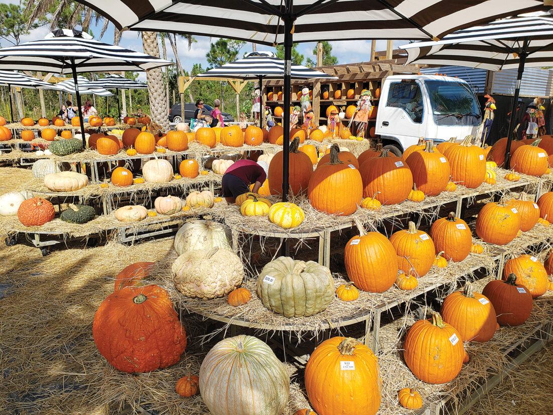 Springtime Farms holding monthlong Fall Fest through October | News, Sports, Jobs - Vimarsana News