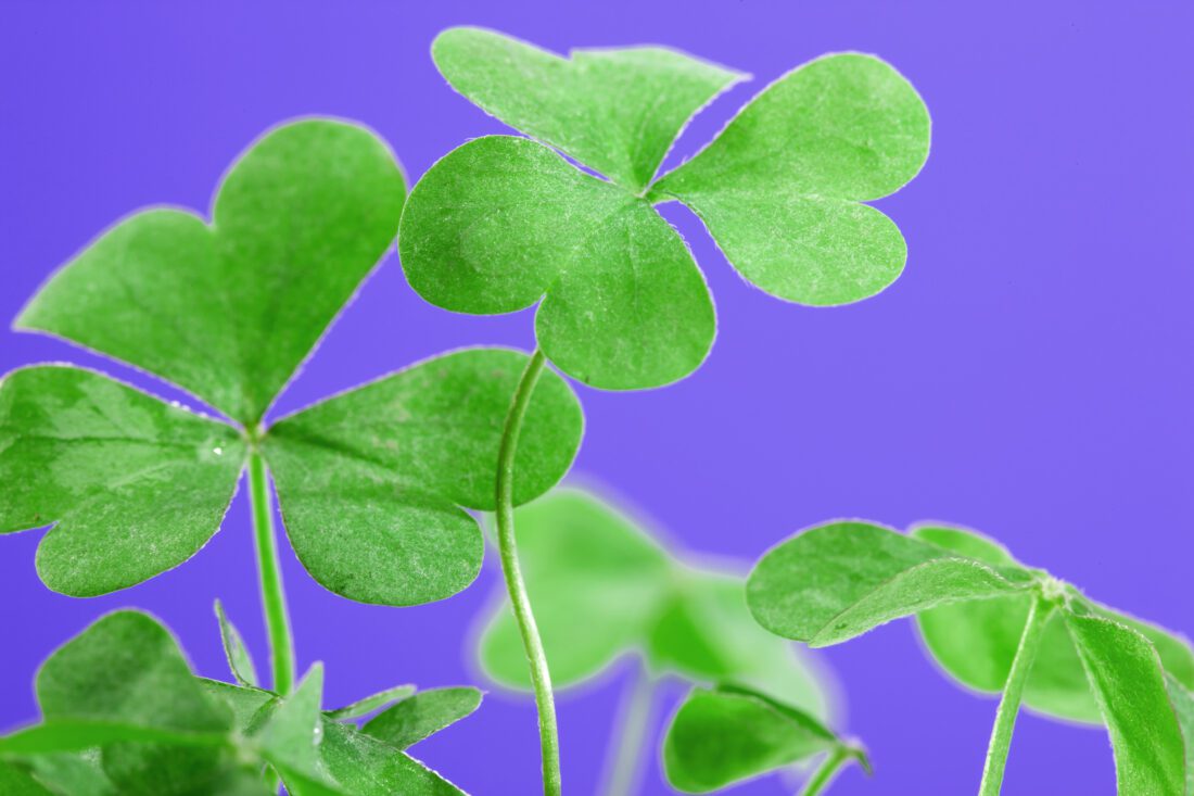 Shell Factory to celebrate St. Patrick's Day | News, Sports, Jobs - Vimarsana News