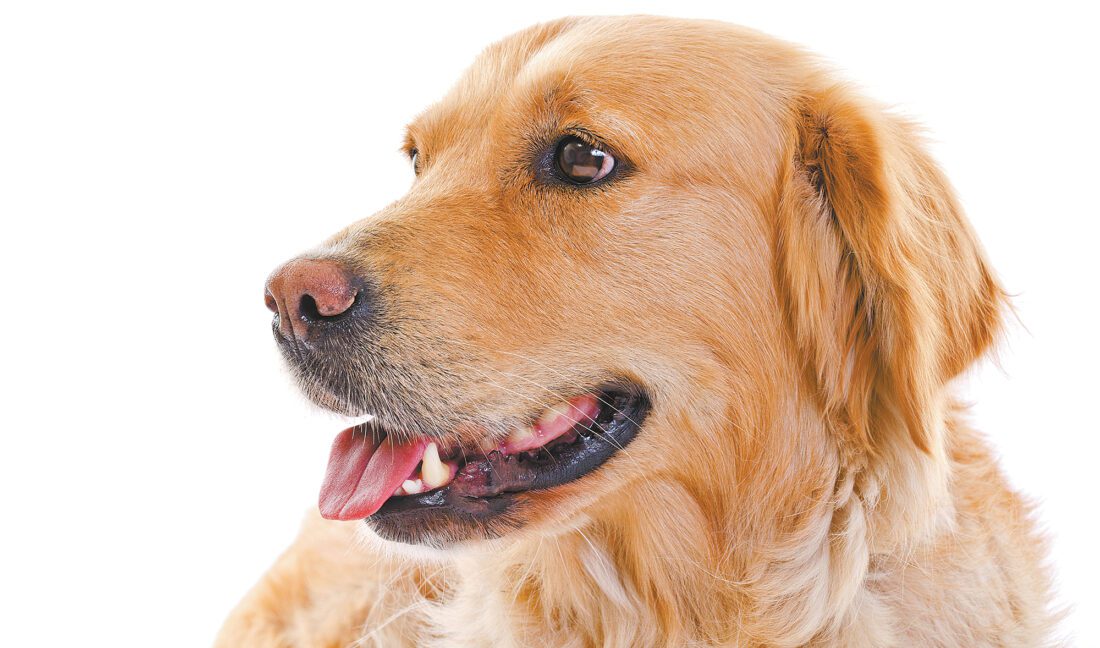 Calling all dogs: GoldenFest XII is set for Nov. 13 at the Shell Factory | News, Sports, Jobs - Vimarsana News