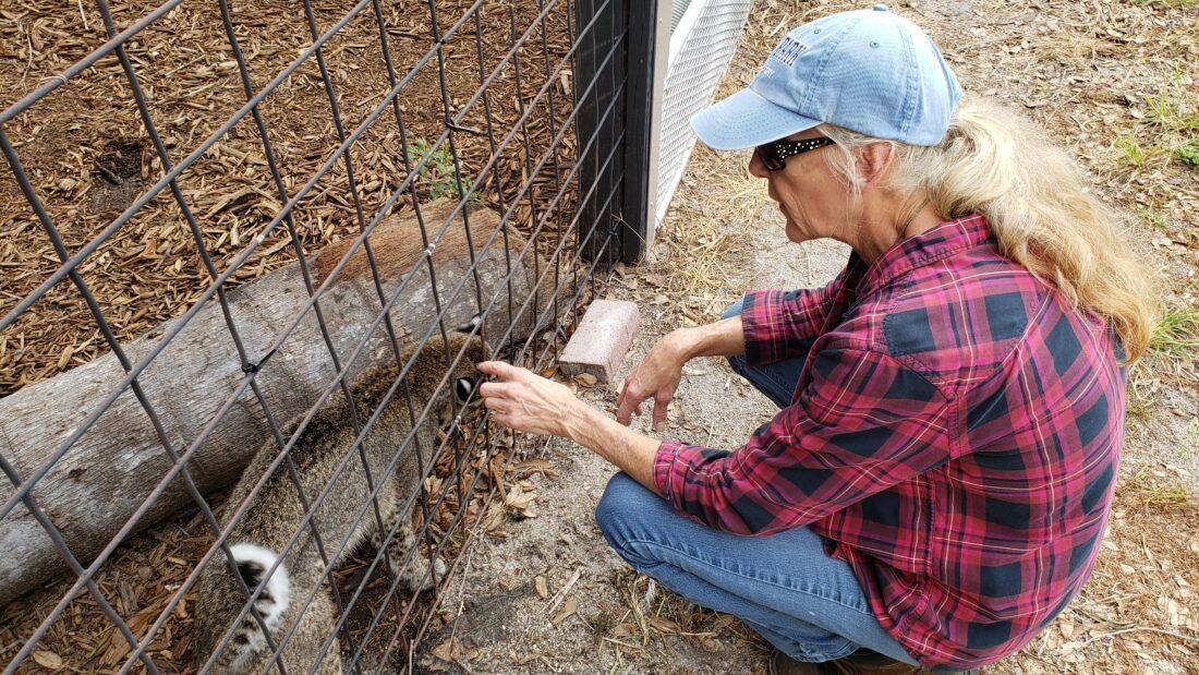 Shell Factory Nature Park reopens | News, Sports, Jobs - North Fort Myers Neighbor - Vimarsana News
