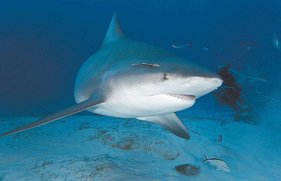 Shark bites tied for 10-year low in 2022 but spiked in regional hotspots | News, Sports, Jobs - Vimarsana News