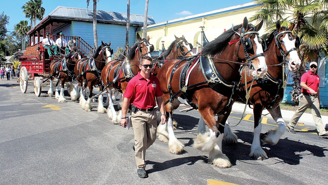 Clydesdales pay annual visit to Shell Factory | News, Sports, Jobs - Vimarsana News