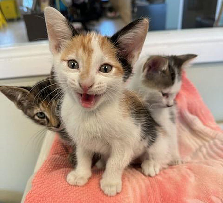GCHS to hold Kitten Shower at Bell Tower May 13 | News, Sports, Jobs - Vimarsana News