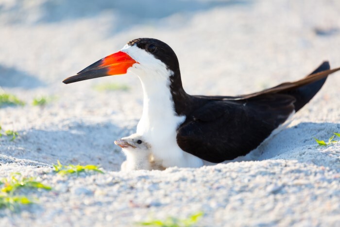Help shorebirds, sea turtles when at the shore | News, Sports, Jobs - Vimarsana News