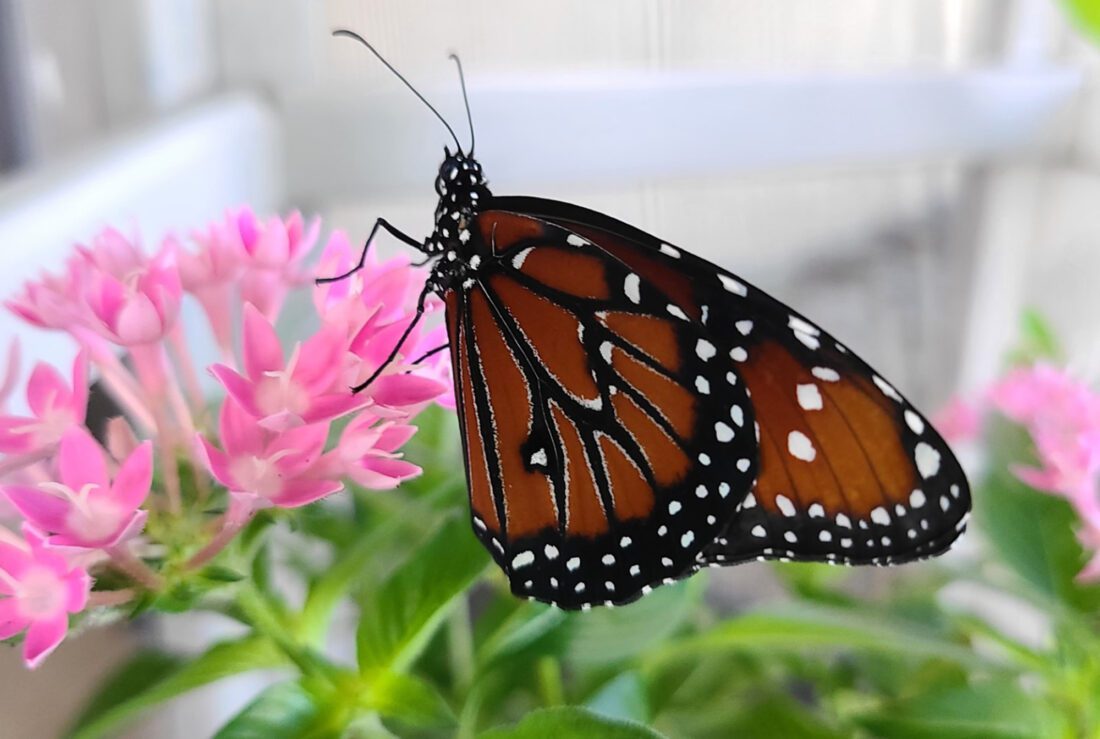 Florida Native Butterfly Society finds new home at the Shell Factory Nature Park | News, Sports, Jobs - Vimarsana News