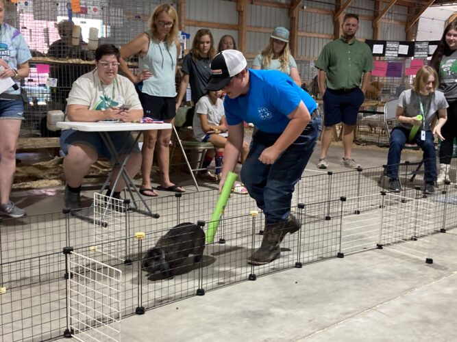 4-H Rabbits get a bit silly for Funny Bunny show | News, Sports, Jobs - Vimarsana News