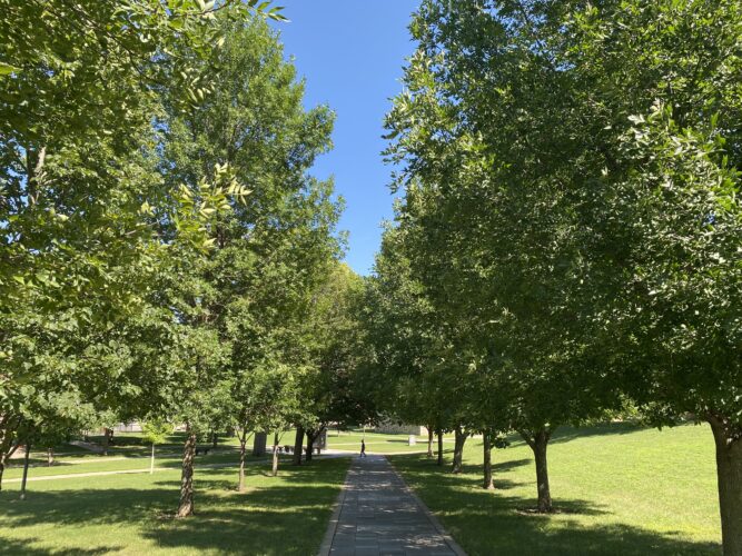 City plans to pull 148 ash trees in parks | News, Sports, Jobs - Vimarsana News