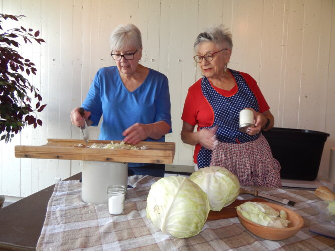 Sauerkraut the old fashioned way | News, Sports, Jobs - Vimarsana News
