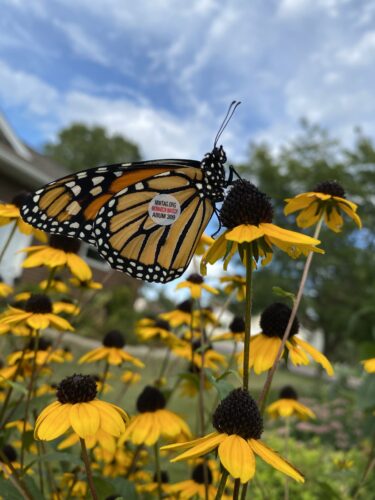 Monarch tagging: Woodstone to Mexico | News, Sports, Jobs - Vimarsana News