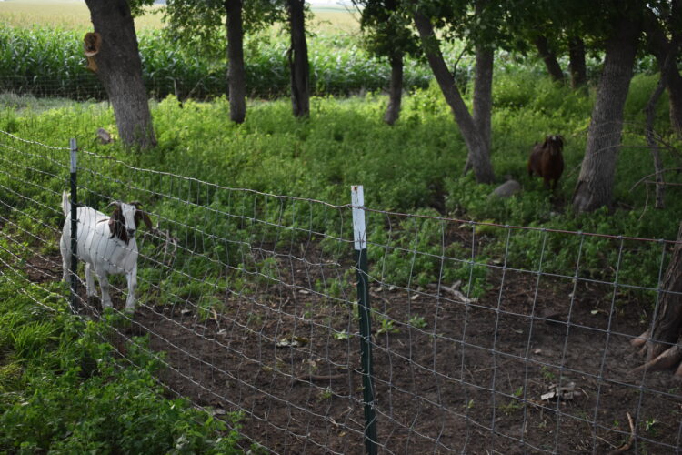 Goats in New Ulm almost a reality | News, Sports, Jobs - Vimarsana News