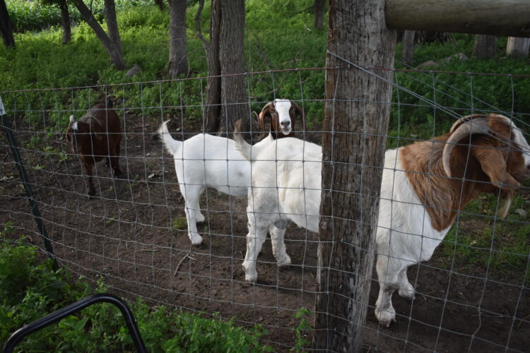 Goats on path for grazing in New Ulm | News, Sports, Jobs - Vimarsana News