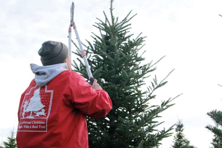 Real trees, real memories | News, Sports, Jobs - Vimarsana News
