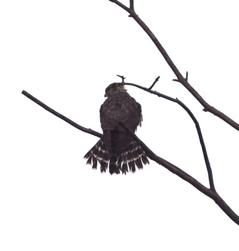 Christmas bird count brings surprises | News, Sports, Jobs - Vimarsana News