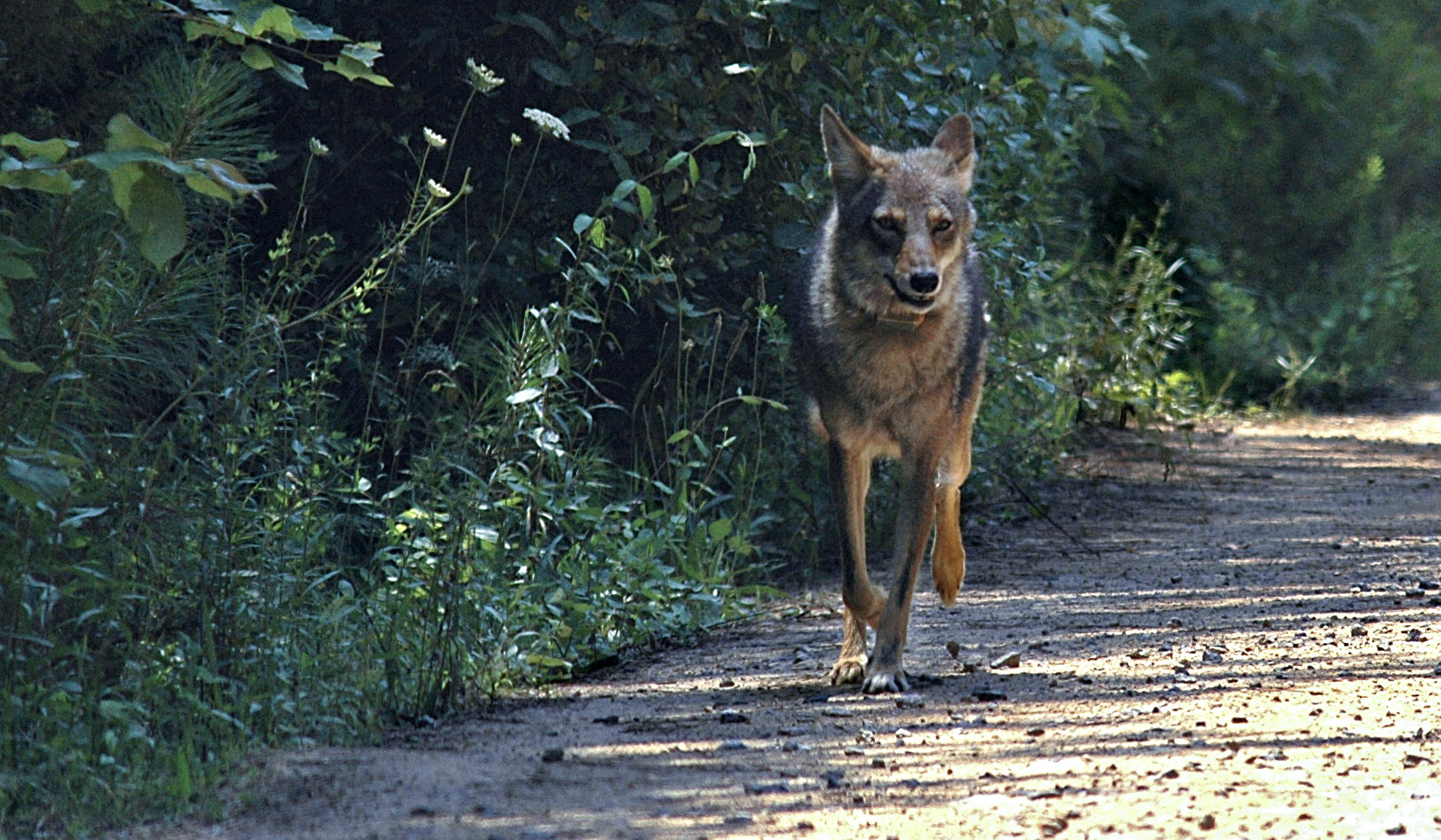 Bounty in Warren aims to limit coyotes News, Sports, Jobs The