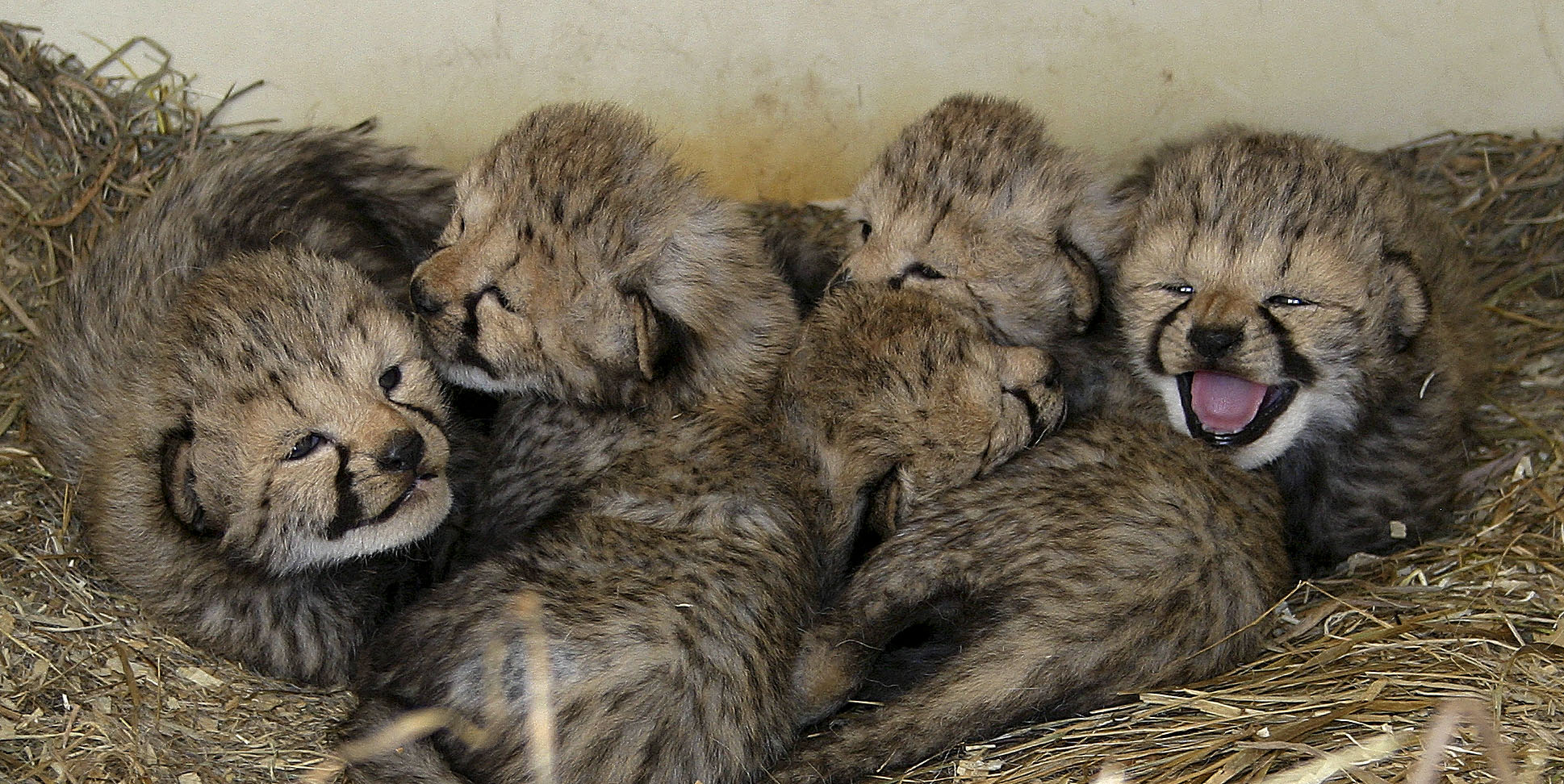 Smithsonian center welcomes cheetah cubs | News, Sports, Jobs - The