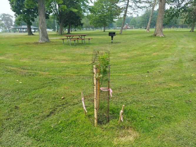 Who planted the three trees in the park? | News, Sports, Jobs - Vimarsana News