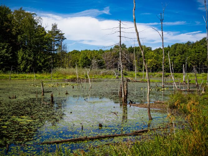 'Fen'-tastic news Conservancy purchases diverse area land | News, Sports, Jobs - Vimarsana News