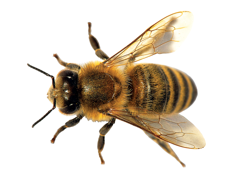 National Honey Bee Day Celebration and Plant Sale at Edison and Ford Winter Estates | News, Sports, Jobs - Vimarsana News