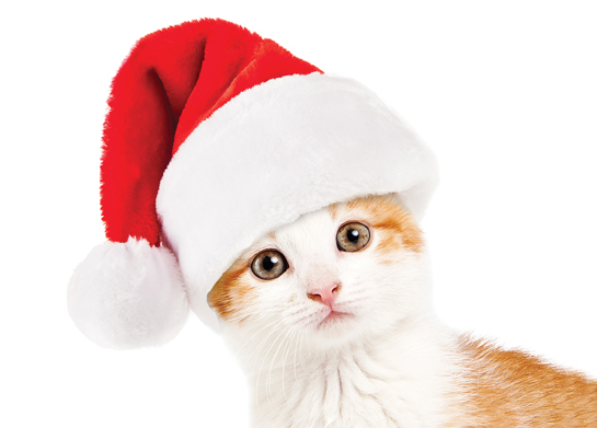 Helping Paws and Santa Claws pet photo shoot Sunday | News, Sports, Jobs - Vimarsana News