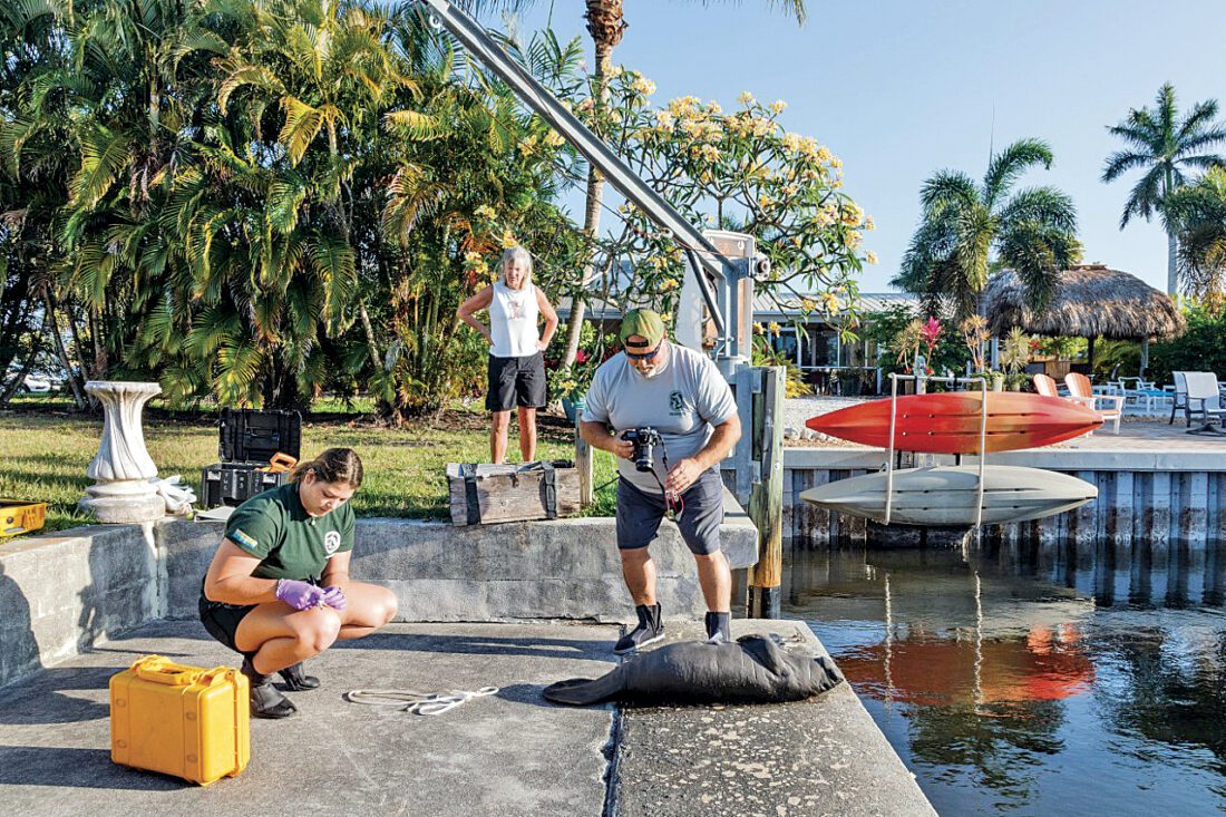 Dead manatee calf found in St. James City canal | News, Sports, Jobs - Vimarsana News