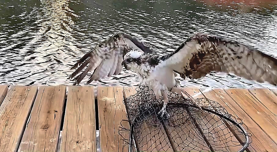 Local residents rescue hooked osprey | News, Sports, Jobs - Vimarsana News