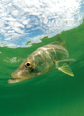 FWC: Temporary regulation modification for snook in Charlotte Harbor now in effect | News, Sports, Jobs - Vimarsana News
