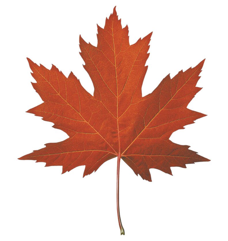Fall Festival at Edison and Ford Winter Estates | News, Sports, Jobs - Vimarsana News
