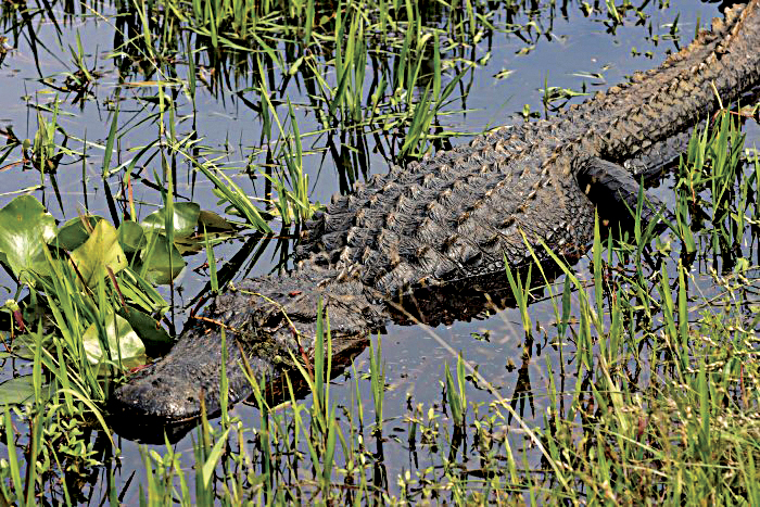 Florida Fish and Wildlife offers safety tips after recent alligator incident on Sanibel | News, Sports, Jobs - Vimarsana News