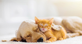Lee County Domestic Animal Services participating in national 'Empty the Shelters' effort through July 31 | News, Sports, Jobs - Vimarsana News