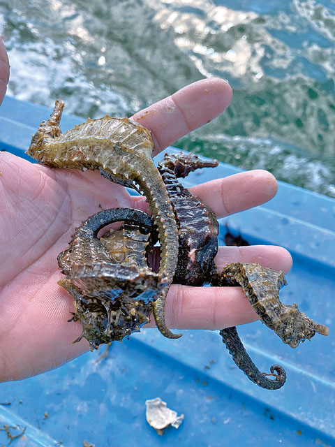 Dolphin Tales: Male seahorses give birth | News, Sports, Jobs - Vimarsana News