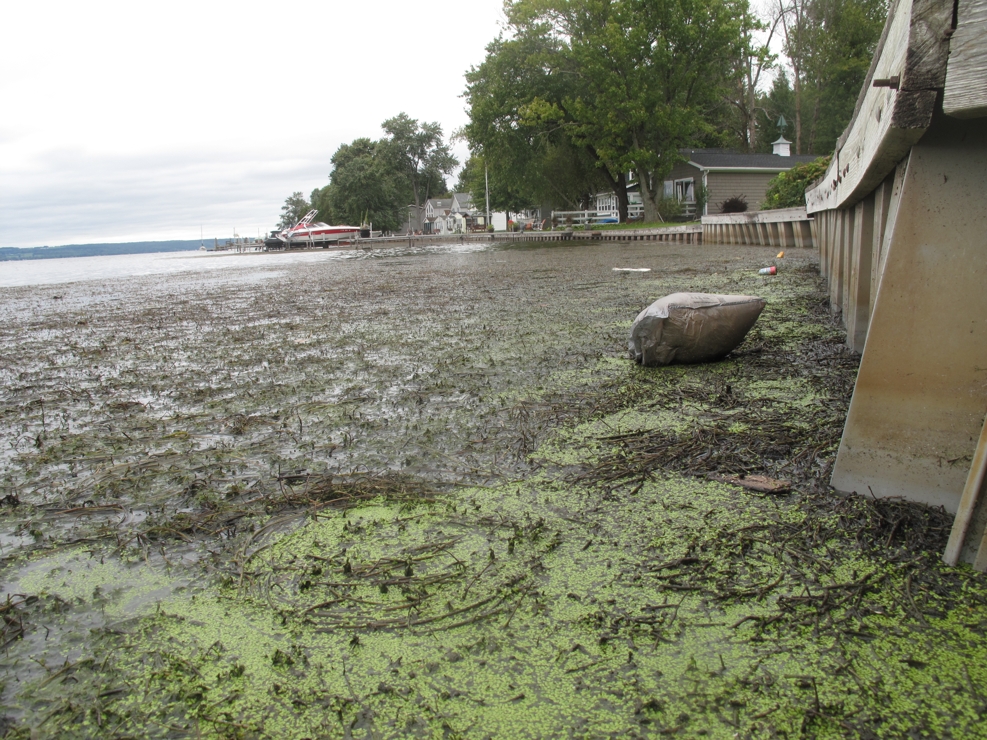 (1225 PM) Expect Another Huge Blob Of Algae On Lake Erie This Summer