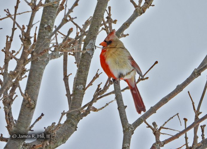 Rare Half-Male, Half-Female Cardinal Spotted In Warren County | News, Sports, Jobs - Vimarsana News