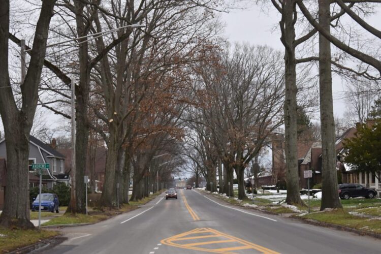 Cities Are Rethinking What Kinds Of Trees They're Planting | News, Sports, Jobs - Vimarsana News