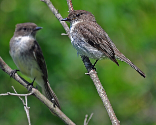 Saturday Bird Bandings At Audubon | News, Sports, Jobs - Vimarsana News