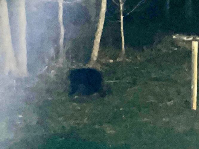Home Of The Bears? Frewsburg Incident Comes Amidst Increased Reports | News, Sports, Jobs - Vimarsana News