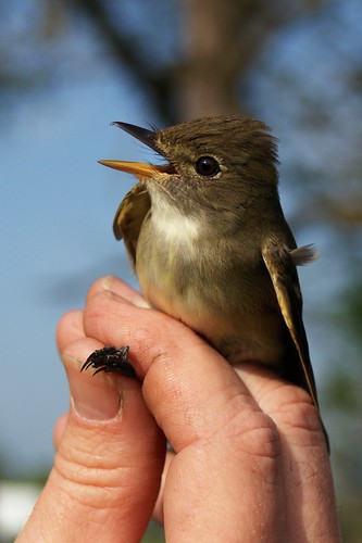 MAPS Bird Bandings To Be Held At Audubon | News, Sports, Jobs - Vimarsana News