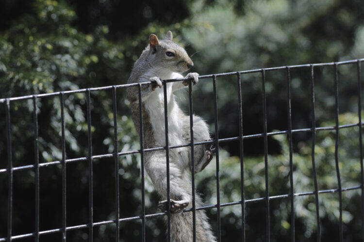 NY Considers Ban On Cash Prize Contests For Hunting Certain Wildlife | News, Sports, Jobs - Vimarsana News
