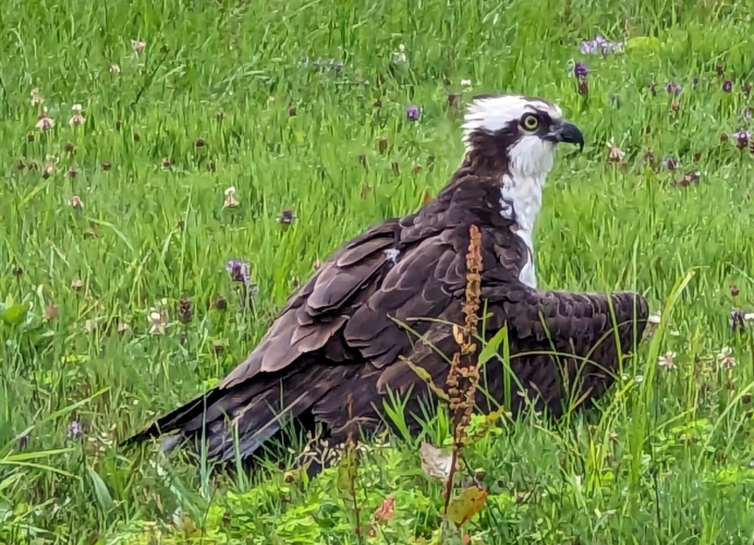For The Bird | News, Sports, Jobs - Vimarsana News