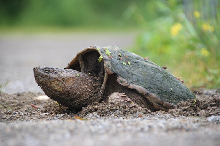 Magical Moments With Turtles | News, Sports, Jobs - Vimarsana News