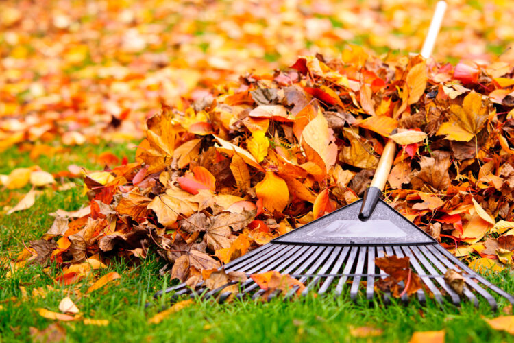 Leaving The Leaves | News, Sports, Jobs - Vimarsana News