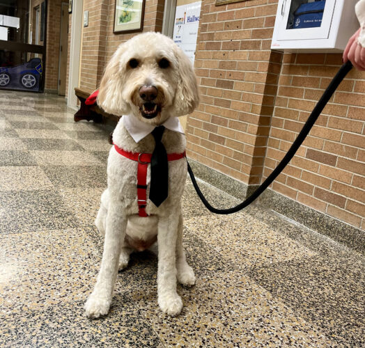 Reporting For Duty: JPS Approves Therapy Dog For Fletcher Elementary School | News, Sports, Jobs - Vimarsana News