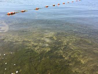 Senators Propose More Authority For DEC To Handle Algal Bloom Response, Research | News, Sports, Jobs - Vimarsana News