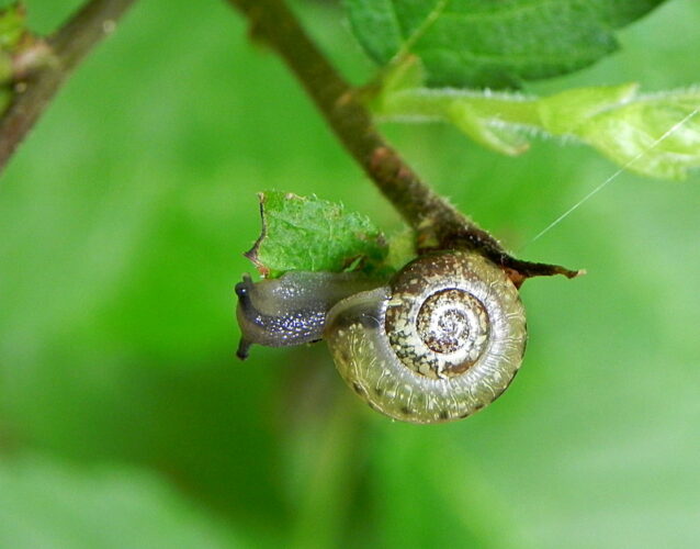 Intricacies In The Natural World | News, Sports, Jobs - Vimarsana News