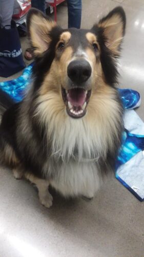 Bemus Point Central School To Welcome Therapy Dogs, Handlers To Board Meeting | News, Sports, Jobs - Vimarsana News
