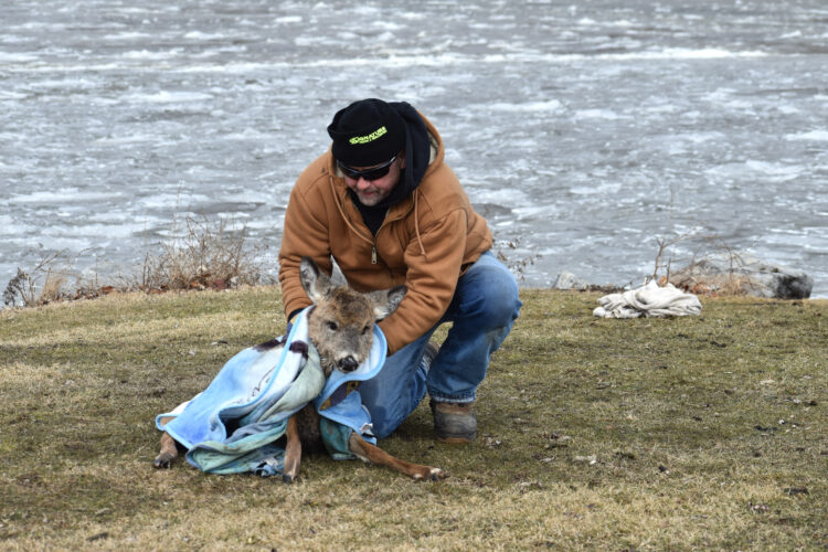 Good Samaritans Help Deer Pulled From Chadakoin | News, Sports, Jobs - Vimarsana News